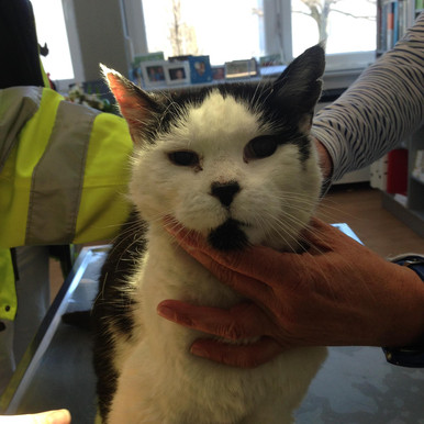 Orientierungslose ältere Katze in Neuhausen Orientierungslose ältere Katze in Neuhausen