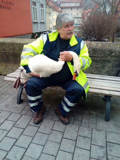 Orientierungsloser Schwan Orientierungsloser Schwan
