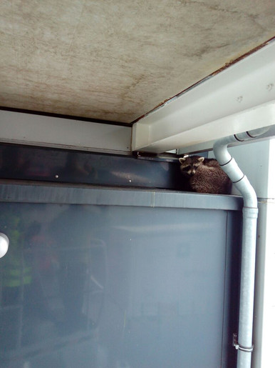 Waschbär in Notlage Waschbär in Notlage